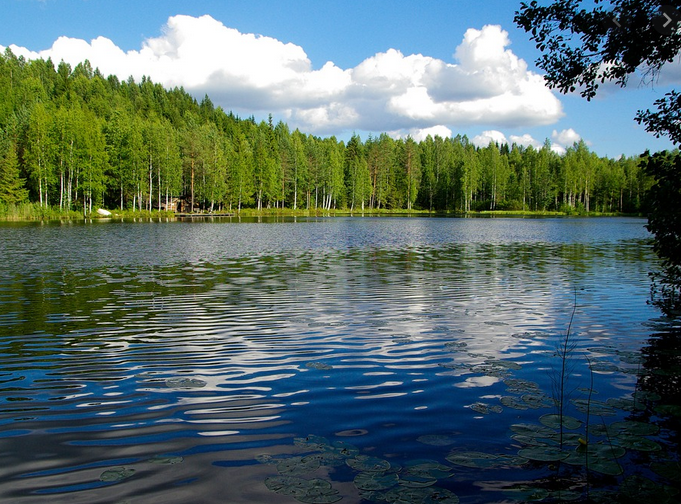 lake and forest